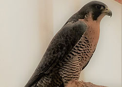 Falcon Hermoine